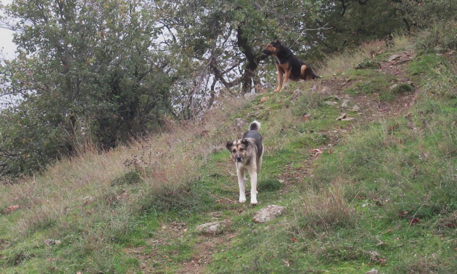 Οι σκύλοι και τα αφεντικά τους