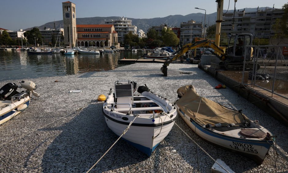 Περιβαλλοντική Αστική Ευθύνη! Ποιος είναι υπεύθυνος; - Τι γίνεται με τα νεκρά ψάρια στον Βόλο;