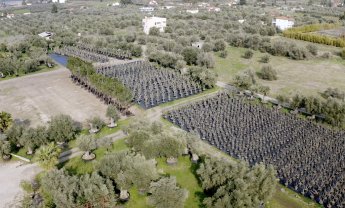 Γιγάντια επιχείρηση μεταφύτευσης 3.000 δέντρων στο Ελληνικό  υλοποιείται από την LAMDA Development